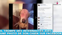 Il trompe des internautes avec une photo de son chien sur Facebook ! L'histoire tout de suite dans la minute chien #95