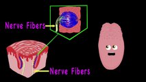 The Human Body for Kids/Learn about the Human Body for Children/Tongue Song