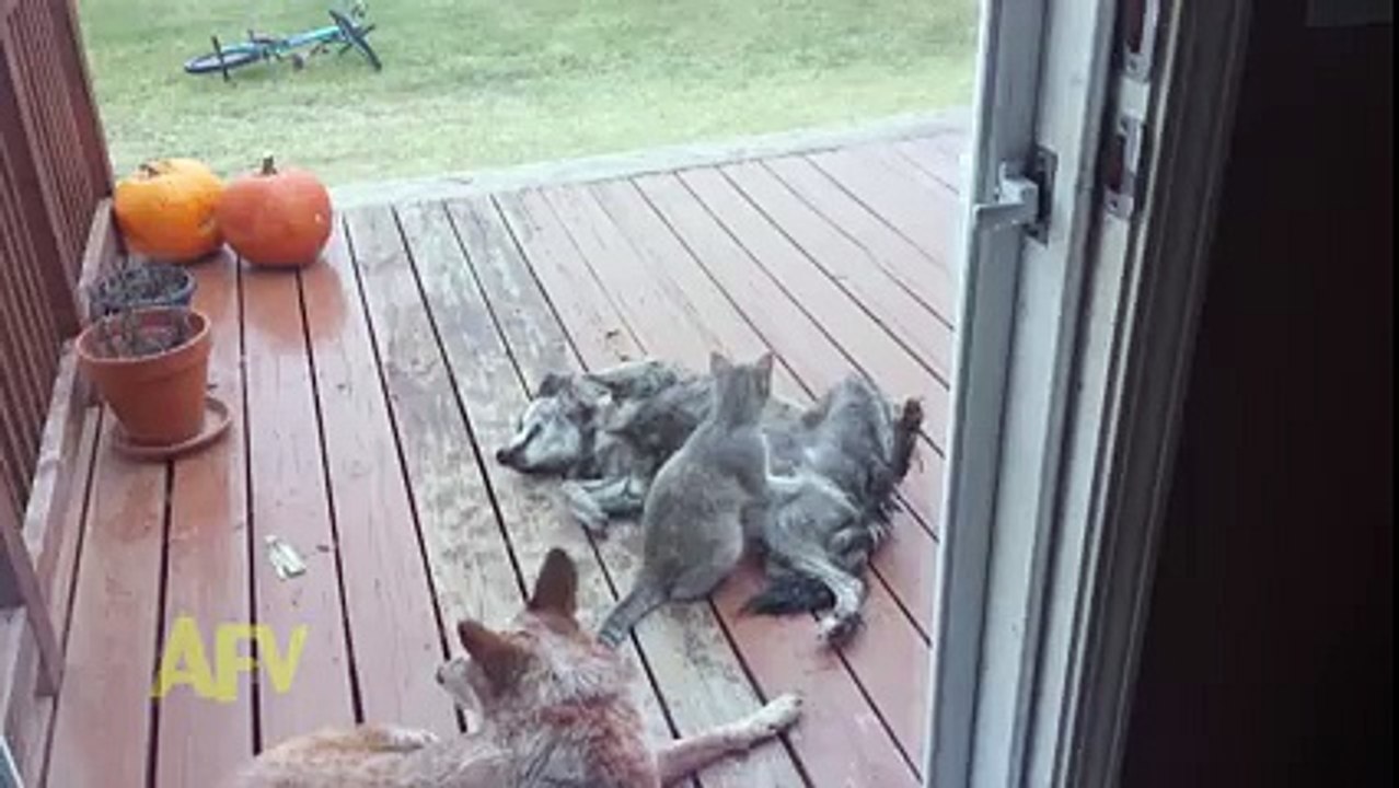 Köpeğe masaj yapan kedi!