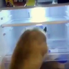 Soğuk yer arayan sibirya kurdu!