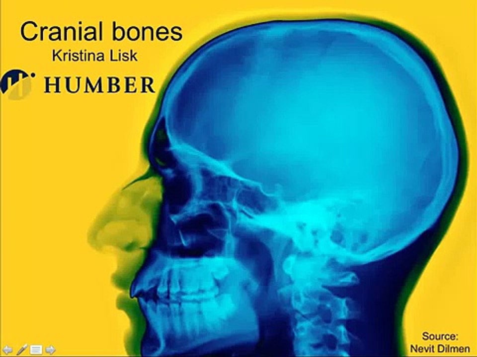 _Skull_-_anatomy_tutorial