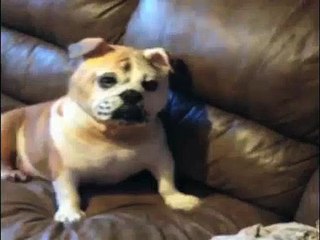 Un bulldog déguisé en...bulldog !