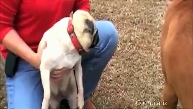 Funny Animals Video-Animals Screaming Like Humans