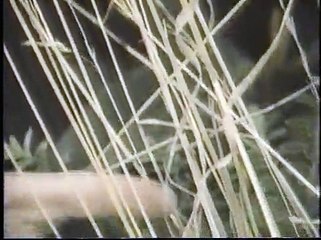 Evolution of Mimicry (The Blind Watch Maker)