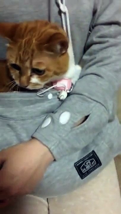 Carry Your Cat Like A Kangaroo In This Incredible New Hoodie