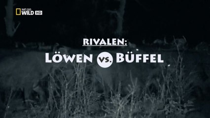 Лев против Буйвола / Lion vs Buffalo (2014) HD