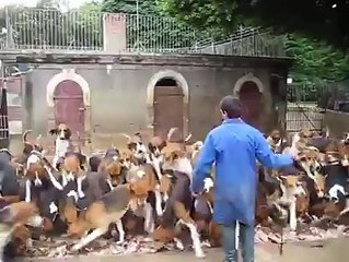 How to feed over 100 hungry Hunting Dogs !!!! watch amazing video