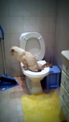 умный Кот  умеет  за собой смывать