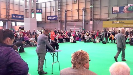 Multi Champion Enthon du Harpouy d'Auzan Crufts 2015