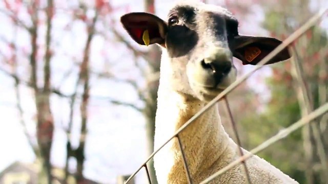 İnsan Gibi Ses Çıkaran Keçiler