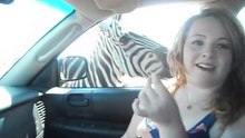 Zebra bites womans shoulder