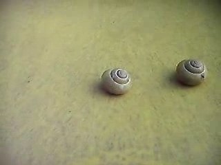 escargots interville
