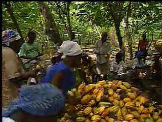 ガーナのカカオ生産と食糧輸入