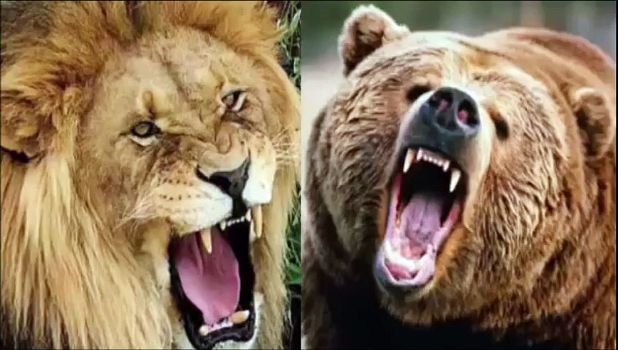Lion vs Bear - Lion attack Bear