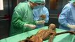 World's oldest mummified corpse had tummy bug