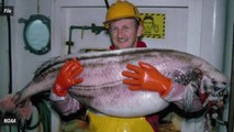 Rare mysterious Sea Creature washed Ashore in Alaska