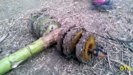 organik oyuncak ,ayçiçek arabası,otç190