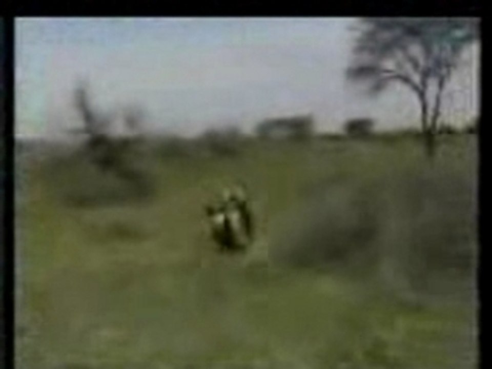 Lion Attack