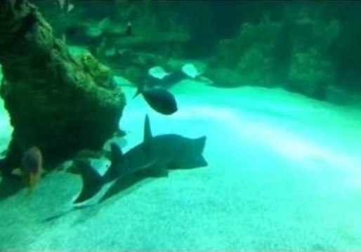 Sharks Delight Visitors in Saudi Arabia's Only Aquarium