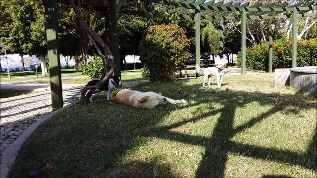 Who Let The Dogs Out - Lucky, Lucy & Tia