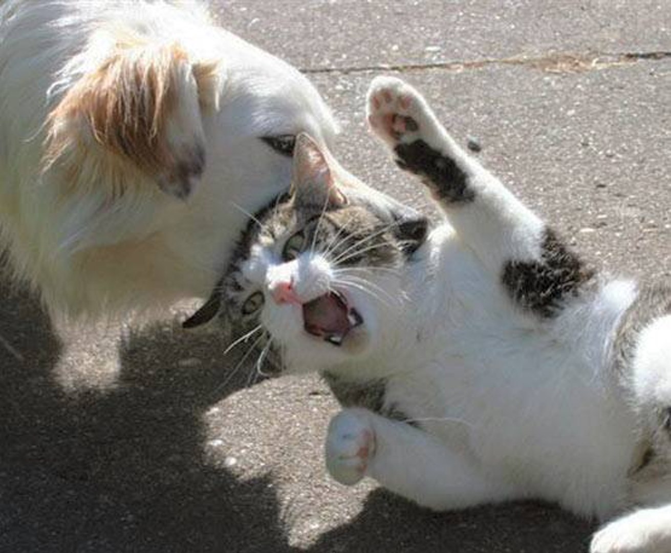 Dogs and hot sale cats fighting funny