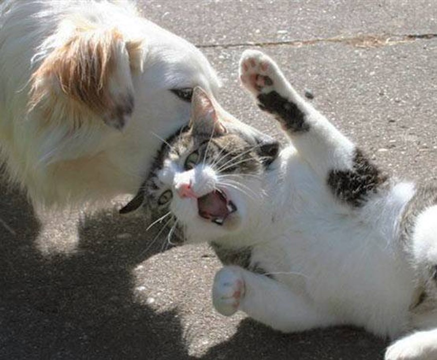 Very Funny Cat and Dog Fight