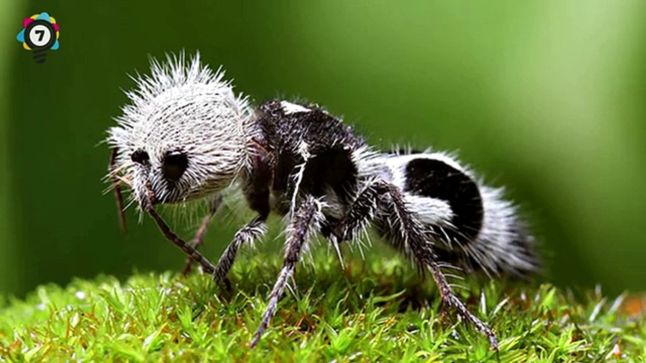 10 Animals You Won't Believe Are Real