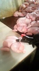 Après avoir vu cette vidéo vous ne mangerez plus de poulet  !