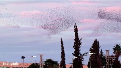 En Israël, le ballet hypnotique des étourneaux