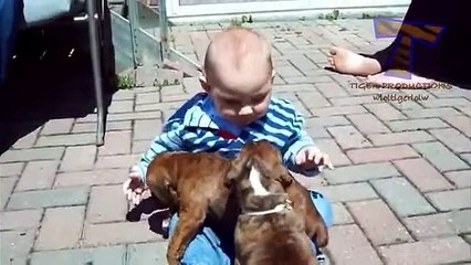 Funny babies annoying dogs - Cute dog & baby compilation