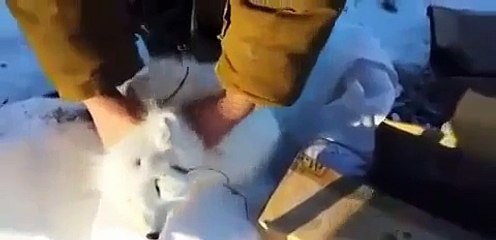 Un renard polaire fait le mort pour échapper à des chasseurs