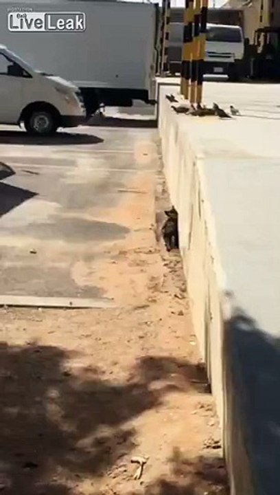 Cat hunting