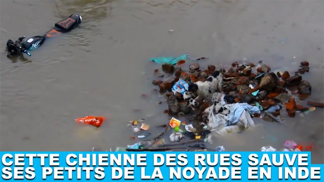 Cette chienne des rues sauve ses petits de la noyade en Inde ! L'histoire maintenant dans la minute chien #96