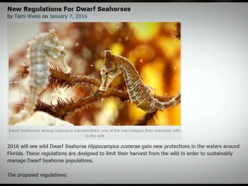 saltwater aquarium blog