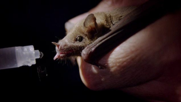 สารคดีท่องโลกกว้าง 10 ธันวาคม 2558 แบทแมนแห่งเม็กซิโก