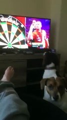 Un chien devant une compétition de fléchettes à la TV