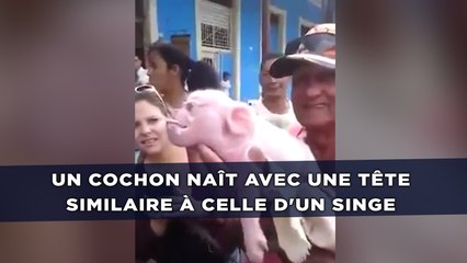 Un cochon naît avec une tête similaire à celle d'un singe