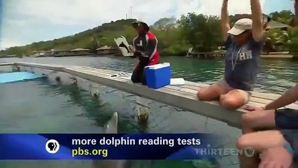 Smartest Animals Documentary National Geographic