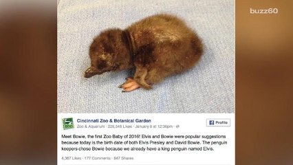 Zoo names baby penguin after David Bowie