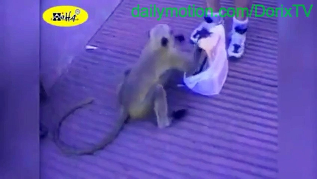 Animal Fail Compilation 2016