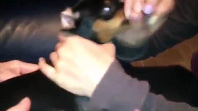 Souffler dans le museau de son chien... Juste tordant!