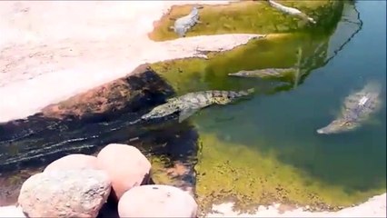 This crocodile is crazy about water slide... So funny