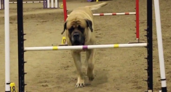 Mastiff course agility