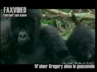 Parodie "Vie privée des animaux" par FaxVideo