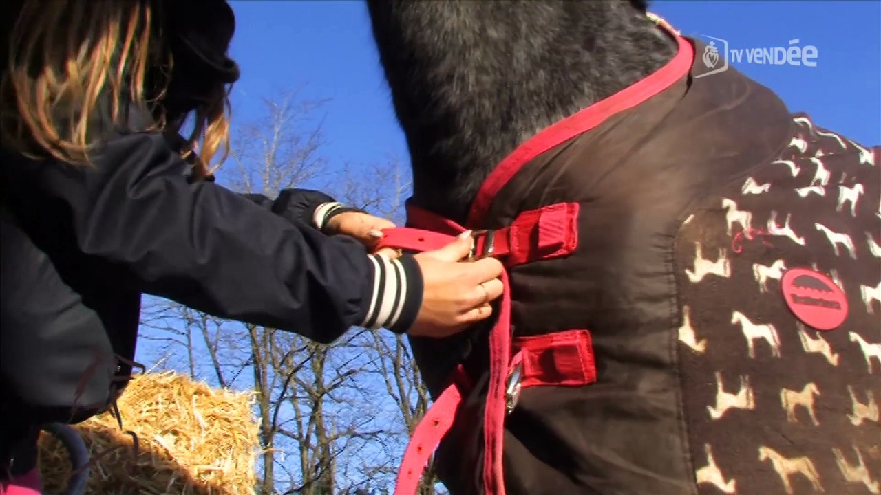 Cavalcades : Transport du cheval