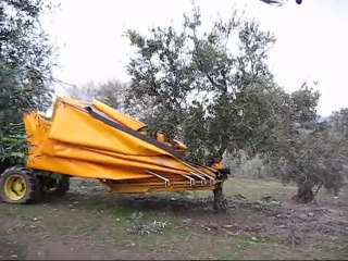 Comment se passe la récolte d'olives dans les grosses exploitations