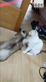 [유준호 더빙] 선배고양이의 가르침