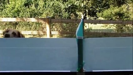 FUNNY DOG VIDEOS funny clips