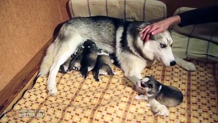 funny puppies home made video funny puppies