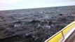 Mega pod of 1,000 dolphins off the coast of Australia